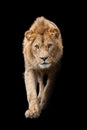 Close up detail portrait of big male lion on black background Royalty Free Stock Photo