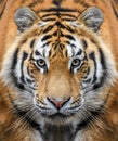 Close-up detail portrait of big Siberian or Amur tiger Royalty Free Stock Photo