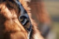 Close-up detail portrait of tiger, Beautiful face portrait of tiger. Striped fur coat Royalty Free Stock Photo