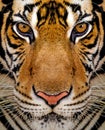 Close-up detail portrait of tiger Royalty Free Stock Photo