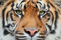 Close-up detail portrait of tiger. Sumatran tiger, Panthera tigris sumatrae, rare tiger subspecies that inhabits the Indonesian is Royalty Free Stock Photo