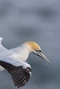 Close up detail portrait of the yellow head of an australasian gannet in flight Royalty Free Stock Photo