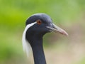 Close up detail profile portrait of beautiful Demoiselle Crane, Anthropoides virgo, focus on red eye. Bird in green