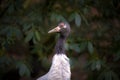 Close up detail profile portrait of beautiful Demoiselle Crane, Anthropoides virgo