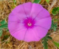 close-up detail of a purple flower