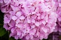 Close-up detail of purple hydrangea flowers, with selective focus Royalty Free Stock Photo