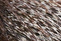 Crested Porcupine Hystrix cristata quills