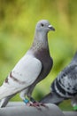 Close up detail of rec choco feather color of speed racing pigeon