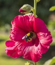 Closeup of a hibiscus rosa sinensis red flower with bumble bee Royalty Free Stock Photo