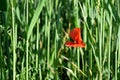 Red poppy in a green field Royalty Free Stock Photo