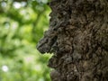 Close up detail of rough tree bark on ancient oak tree. Green bokeh background Royalty Free Stock Photo