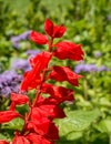 Close Up Detail With Salvia Splendens Or The Scarlet Sage Red Flower On Blurred Background