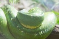 Coiled green snake sunning itself on a branch