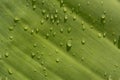 Close-up, detail shot and background of a green leaf of the banana tree with drops hanging on it after the rain Royalty Free Stock Photo