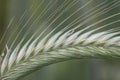 Close-up and detail shot of a bright green ear of rye, against a green background in nature Royalty Free Stock Photo