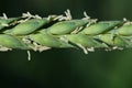 Close-up and detail shot of a green ear of wheat with bright flowers, in spring against a green background in nature Royalty Free Stock Photo