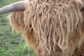 Close up and detail shot of the hairy head of a highland cattle. The brown hair is long and covers the eyes Royalty Free Stock Photo