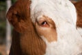 Close up and detail shot of the head of a white and brown spotted cow Royalty Free Stock Photo