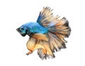 Close-up detail of Siamese fighting fish, colorful half moon type. Royalty Free Stock Photo