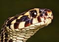 A closeup detailed profile headshot of a venomous snake.
