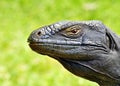 A closeup detailed profile headshot of a komodo dragon lizzard.