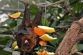 Pteropus are commonly known as fruit bats or flying foxes surrounded by fruits hanging from the rope