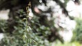 Close-up detail small cute plant with blurry green background