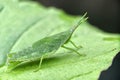 Close up detail of a small green grasshopper Royalty Free Stock Photo