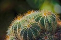 Barrel Cactus