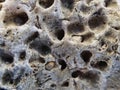 Close Up Detail, Small Volcanic Rock With Mussel Shells