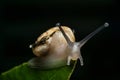 Snail on a leaf macro green