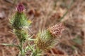 Close-up detail of spent and drying scotch thistles with shallow