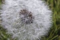 Close up detail of the spring-blooming dandelions