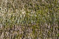 Close up detail of a straw thatched roof Royalty Free Stock Photo