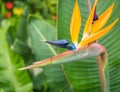 Close up detail with Strelitzia reginae, commonly known as the c