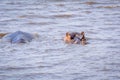 Close-up and detail of submerged hippo in a river, almost complete under water