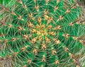 Close-up of Detail succulent Cactus Plant Sharp Spikes. Cactus texture background.