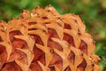 Close up of a sugar pine cone with a blurred background Royalty Free Stock Photo