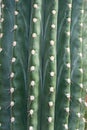 Close-up detail of the texture of an Echinopsis Atacamensis cactus, in the Arganzuela greenhouse of Madrid