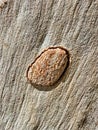 Close-up Detail of Textured Bark With Raised Blister or Scar