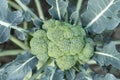 Close-up Detail Top Above View Of Blooming Fresh Organic Green Broccoli Plant Growing On Soil In Flower Garden Bed At