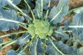 Close-up detail top above view of blooming fresh organic green broccoli plant growing on soil in flower garden bed at
