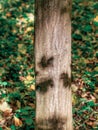 Close up detail with a tree trunk in the forest. Shadows of the leaves on the bark tree Royalty Free Stock Photo