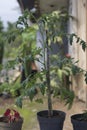 close up of unfruitful tomato plants Royalty Free Stock Photo