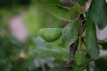 Close up detail of unripe green plums on plum tree in Utah, USA.