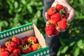 Close-up detail vie farmers hand hold show ripe red fresh sweet big tasty strawberry against box farm field. Seasonal Royalty Free Stock Photo