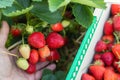 Close-up detail vie farmers hand hold show ripe red fresh sweet big tasty strawberry against box farm field. Seasonal Royalty Free Stock Photo