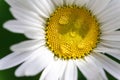 Close-up detail view of beautiful blossoming yellow and white chamomile flower with rain or dew drops at morning. White Royalty Free Stock Photo