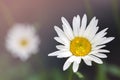 Close-up detail view of beautiful blossoming yellow and white chamomile flower with rain or dew drops at morning. White Royalty Free Stock Photo