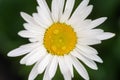 Close-up detail view of beautiful blossoming yellow and white chamomile flower with rain or dew drops at morning. White Royalty Free Stock Photo